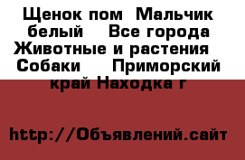 Щенок пом. Мальчик белый  - Все города Животные и растения » Собаки   . Приморский край,Находка г.